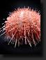 urchin1